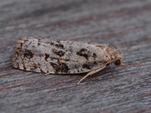 Réf. 329 702 : Dichelia histrionana